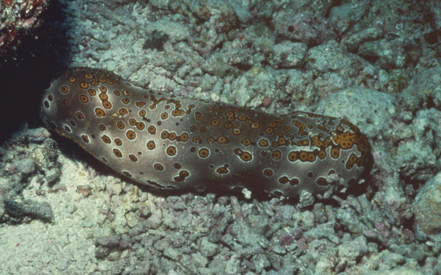 Holothuria argus